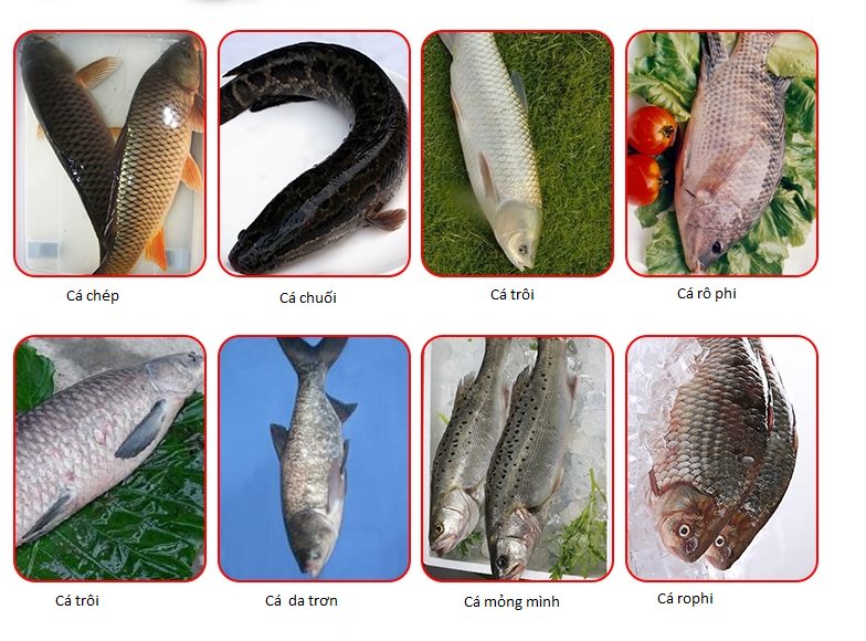 Máy mổ ruột cá công nghiệp có thể mổ đa dạng các loại cá lớn, nhỏ
