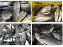 Tại sao nên mua máy đánh vảy cá Bắc Việt?
